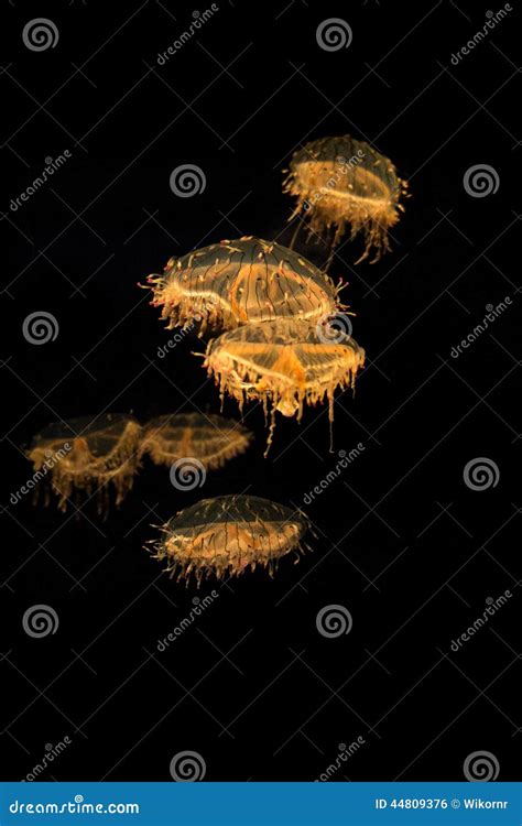 Flower hat jelly fish stock photo. Image of natural, aquarium - 44809376