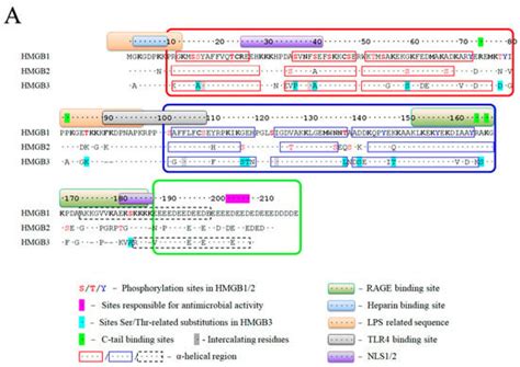 Structure and Functions of HMGB3 Protein