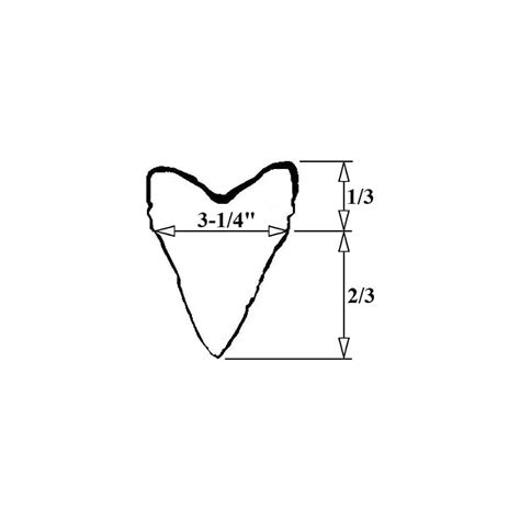 Buy Deep Sea Fossils 3D Printed Megalodon Shark Tooth Display Stand ...