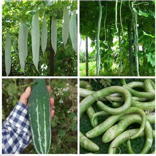 Creative Farmer Vegetable Seeds Adla Balli, Adla Kaayi, Bettada ...