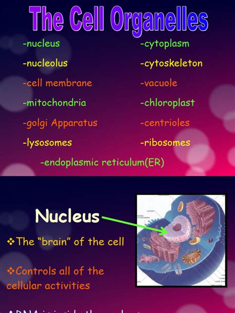 Organelles of the Cell | PDF | Endoplasmic Reticulum | Cell (Biology)