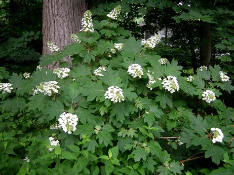 Alice Oakleaf Hydrangea at Carolyn's Shade Gardens