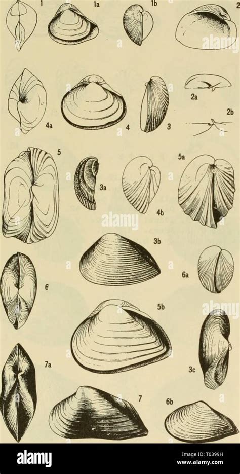 Image result for Marine Shells