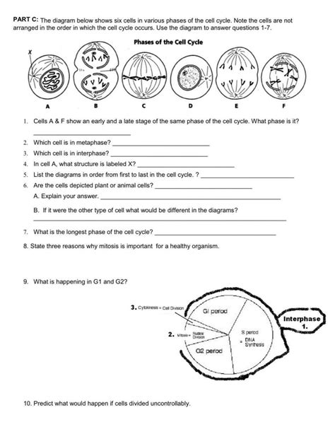 Mitosis Worksheet Phases Of The Cell Cycle - Worksheets Printable Free