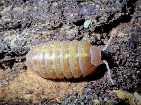 Armadillidium vulgare albino t+ Ants Invasion