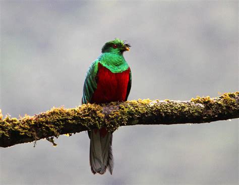 Quetzal Bird Facts | Pharomachrus, Euptilotis | AZ Animals