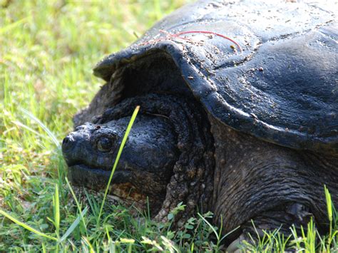 Snapping Turtle Age Chart 的图像结果