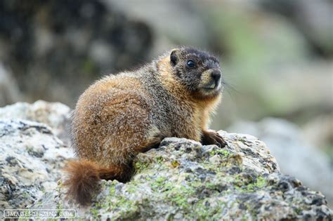 Yellow-Bellied Marmot in Rocky Mountain National Park | Rocky Mountain ...