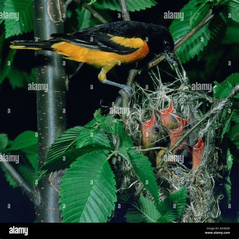 Baltimore oriole, bird, nest, hi-res stock photography and images - Alamy