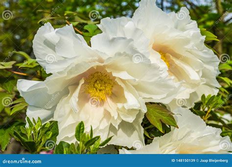 Big White Flowers Blossoming during Spring Season, California Tree ...
