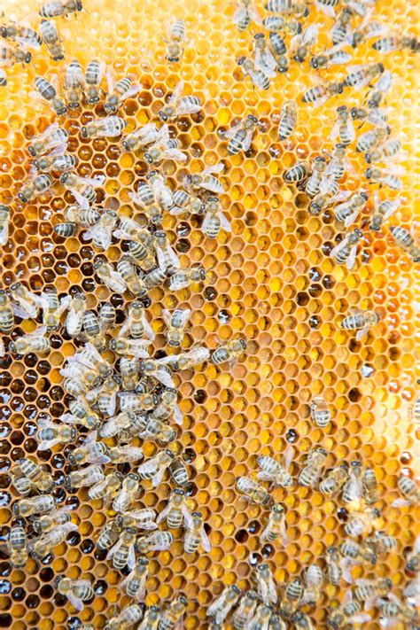蜂巢上的蜜蜂图片-在蜂巢上工作的蜜蜂素材-高清图片-摄影照片-寻图免费打包下载