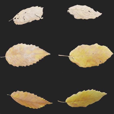 Image result for Leaf Visual Library