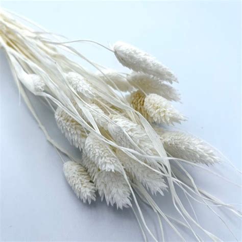 Bakewareind Dried Phalaris Italian Grass, White – Bakeware India