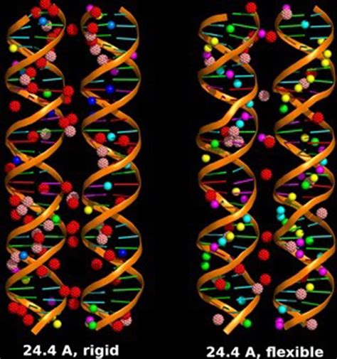 The Effects of Flexibility on dsDNA–dsDNA Interactions