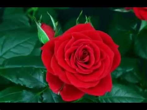 Image result for red roses