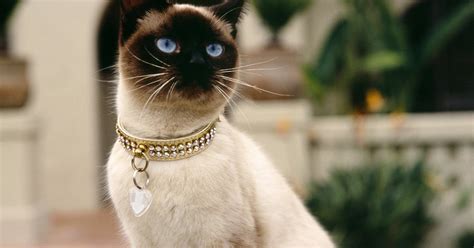 Test IP Address 的图像结果