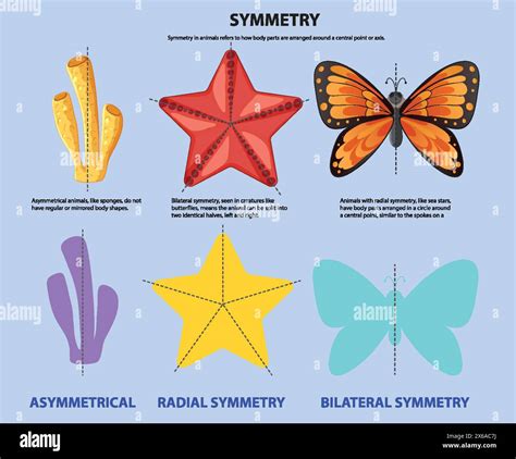Illustration of asymmetrical, radial, and bilateral symmetry Stock ...