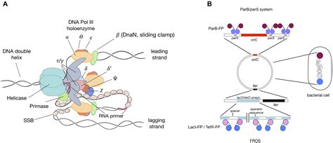Origin of Replication 的图像结果