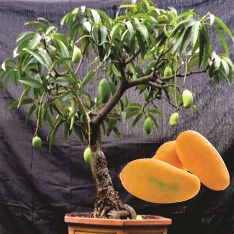 Bonsai Mango Tree 的图像结果