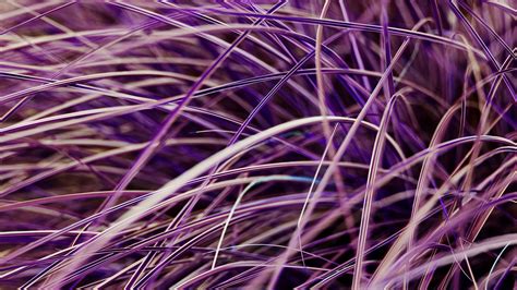 Download wallpaper 1920x1080 grasses, plant, macro, purple full hd ...