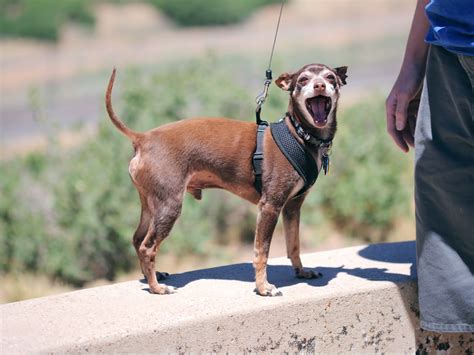 What Causes A Dog To Sneeze A Lot