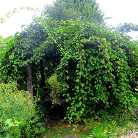 How To Trellis Hardy Kiwi at Brandon Myers blog