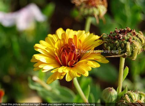 Calendula Officinalis