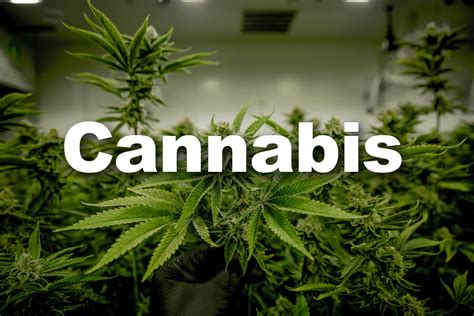 Cannabis Street Names and Nicknames and Slang | Cannatopia Farm