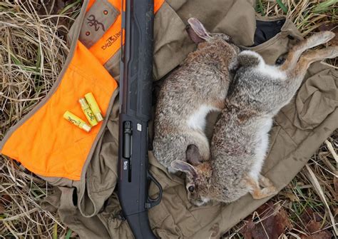 Rabbit Hunting Tips 的图像结果
