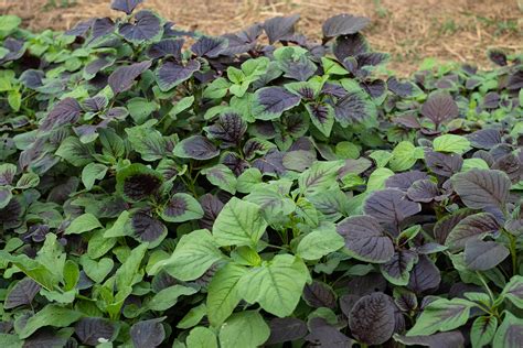 How to Grow Vegetable Amaranth - Tampala - Harvest to Table