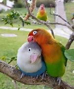 Image result for Cutest Animals Ever Seen