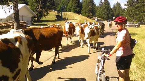 VTT DESCENTE EN STATION (2026) All You Need to Know BEFORE You Go (with ...