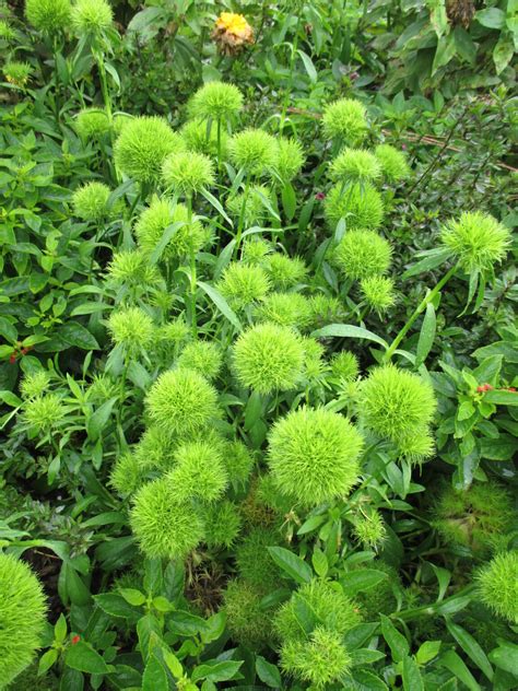 Episode 131: Green Plants - Fine Gardening