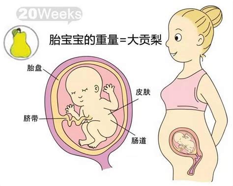 胎儿14-15周的变化_华夏婴童网