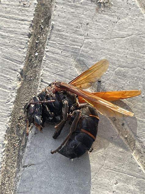 Heard a very loud buzzing inside my room. Safe to say I have finally lived up to my name : r ...