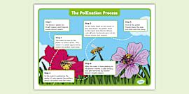What is Pollination? - Answered - Twinkl Teaching Wiki