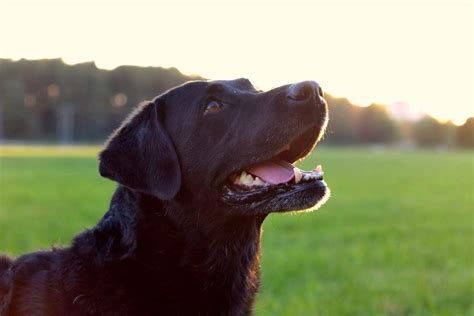 MAIKAI PETS - Labrador Retriever