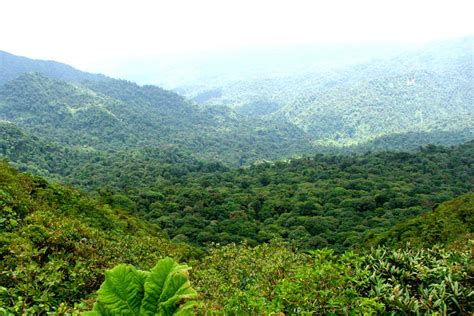 Monteverde Cloud Forest, Costa Rica - TimesTravel