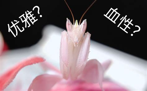 罕见！世界最美螳螂“兰花螳螂”-北京时间