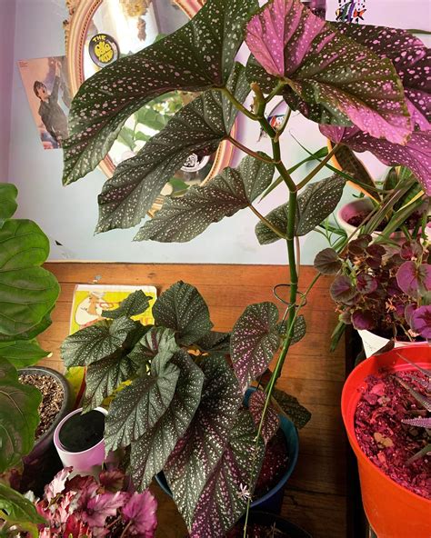 Angel Wing Begonia: Plant Care & How to Grow | Plantcarefully