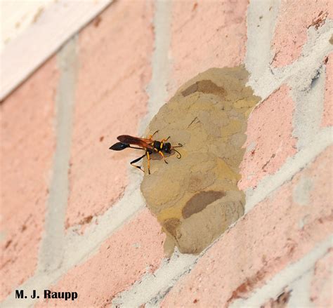 From the mailbag – Mud daubers and humans partner to create unique ...