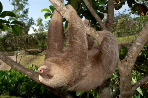 Image result for 2 Toed Sloth