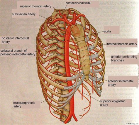 Posterior Intercostal Arteries