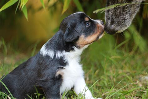 Australian Shepherd black tri Foto & Bild | tiere, haustiere, hunde ...