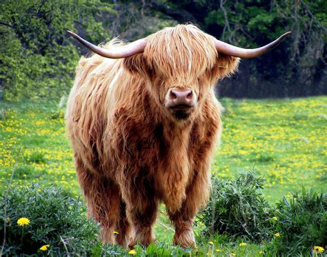 Highland Cattle Caractéristiques – WHKRQ