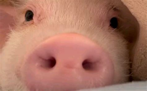一项关于猪“打架”的研究：如何劝架？怎样和好？_凤凰网科技_凤凰网