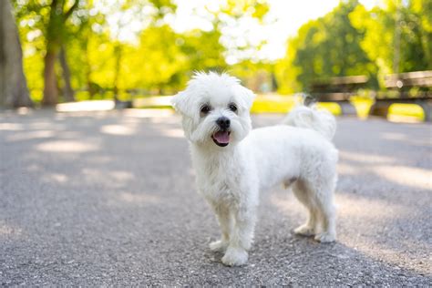 35 Cute Dog Breeds That Will Melt Your Heart | Chewy
