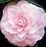 Image result for Light Pink Camellia