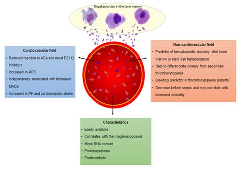 Reticulated Platelets in Medicine: Current Evidence and Further ...