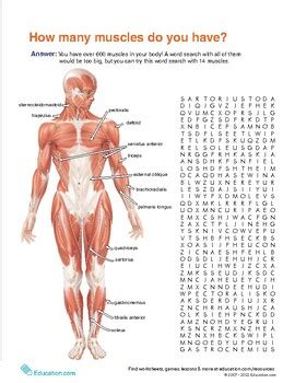 Image result for Muscle Word Search Printable